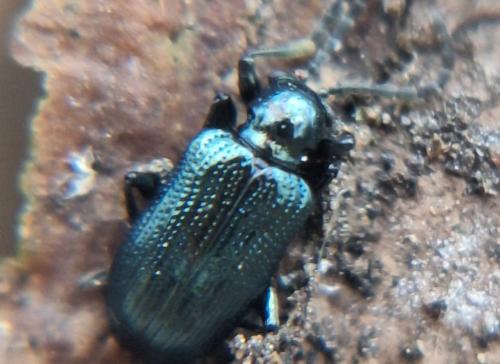 Réf. 354 725 : Oulema sp.